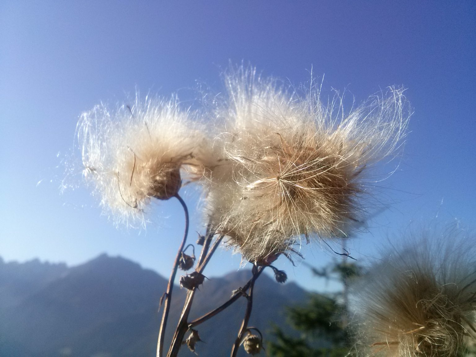 Herbstlich verblühte Blume am Wegesrand, Berge im Hintergrund