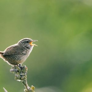 Vogel singt