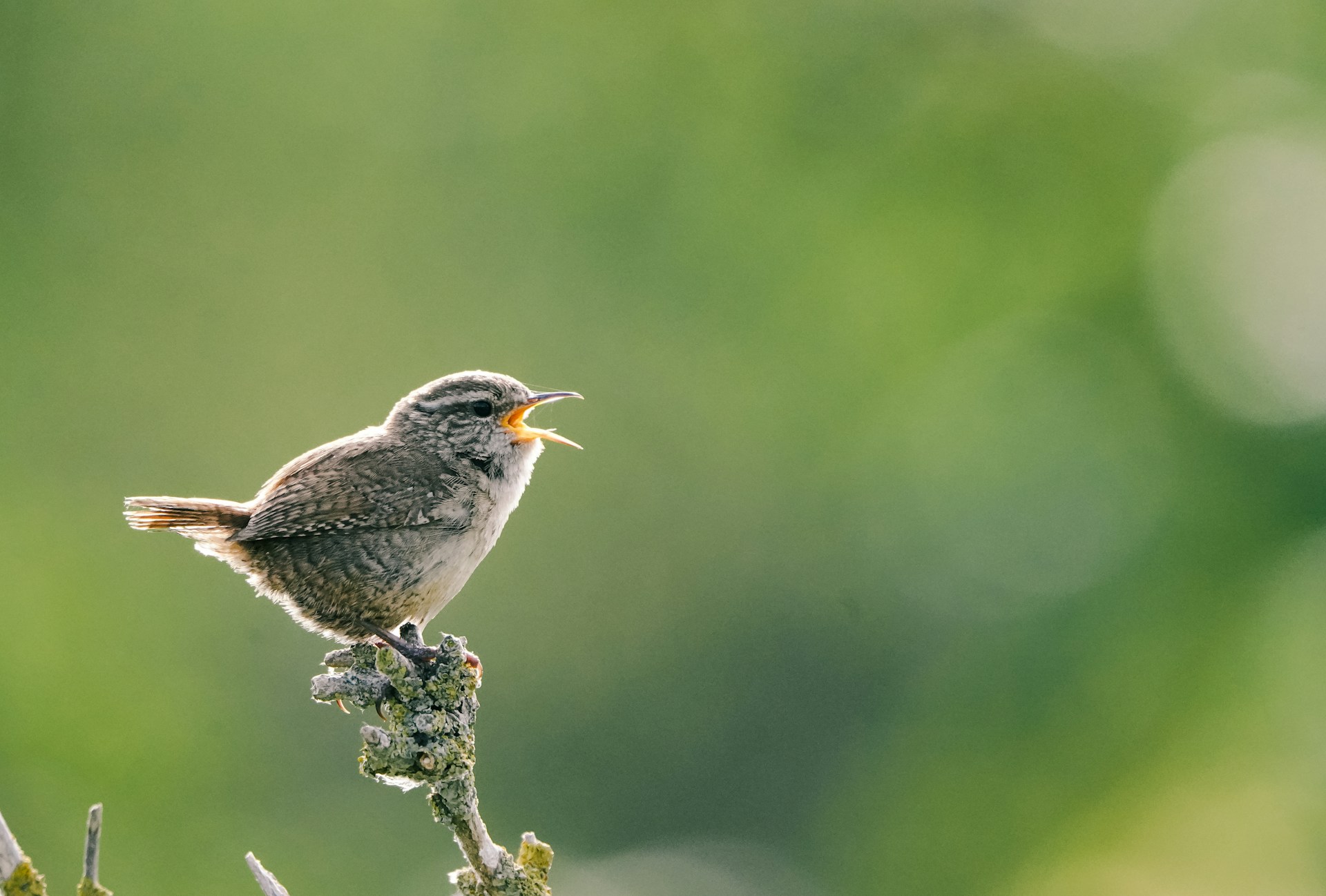 Vogel singt